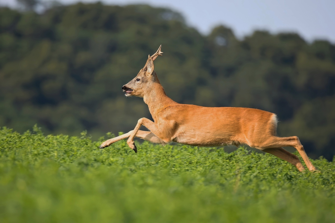 Srnec obecný  ( Capreolus capreolus )