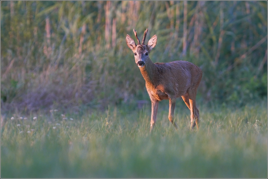 Srnec obecný  ( Capreolus  capreolus )