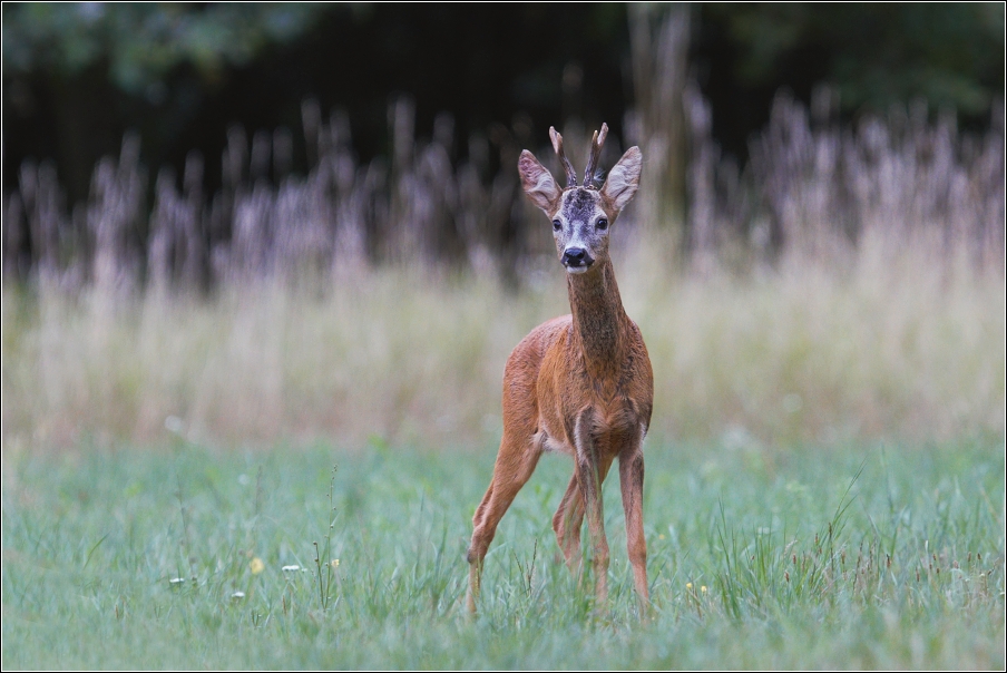 Srnec obecný  ( Capreolus  capreolus )