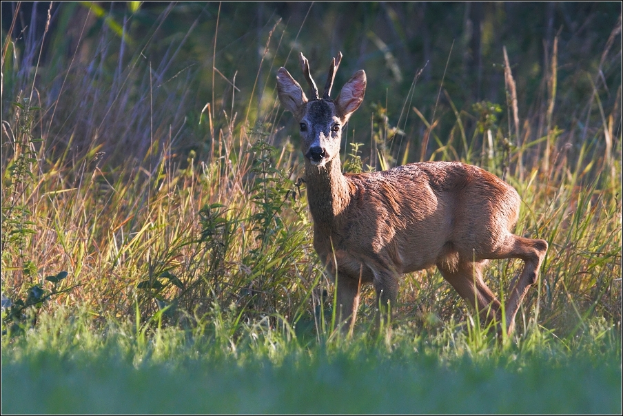 Srnec obecný  ( Capreolus  capreolus )