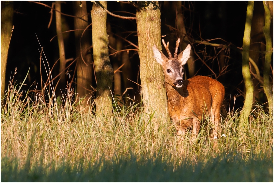 Srnec obecný  ( Capreolus  capreolus )