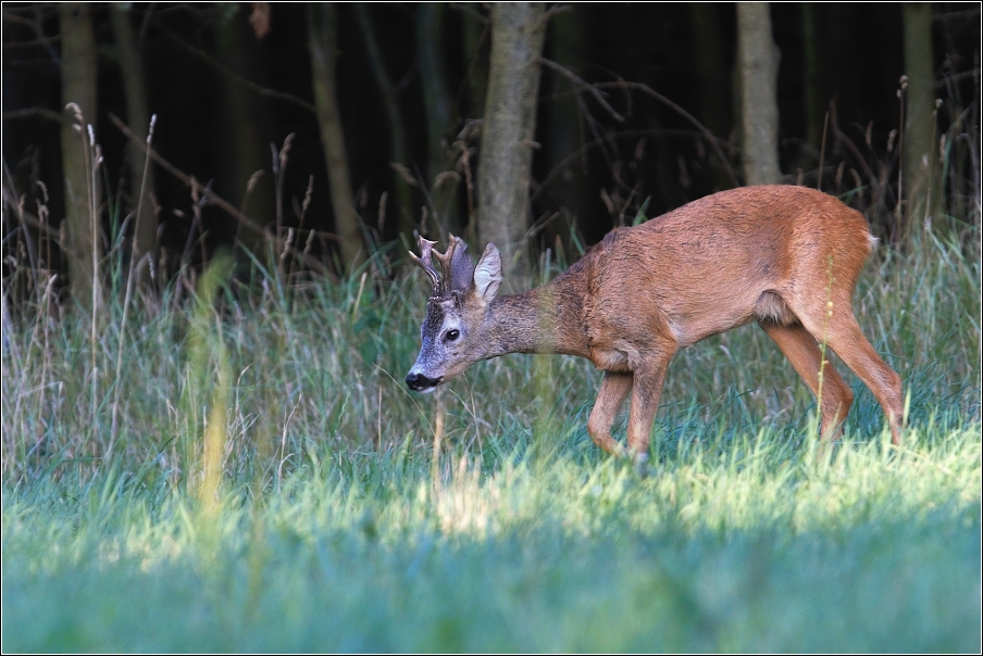 Srnec obecný  ( Capreolus  capreolus )