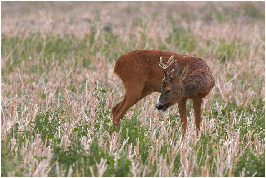 Srnec obecný  ( Capreolus  capreolus )