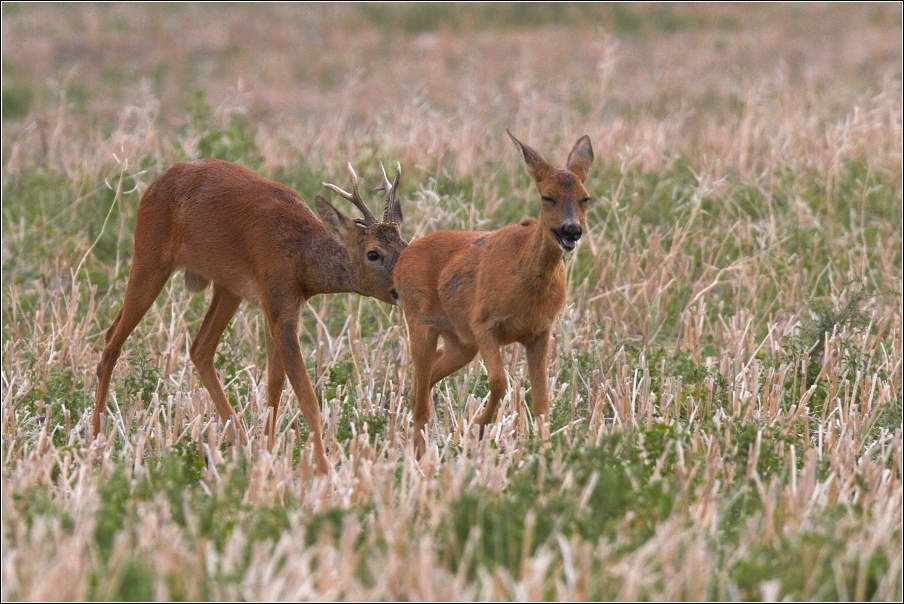 Srnec obecný  ( Capreolus  capreolus )