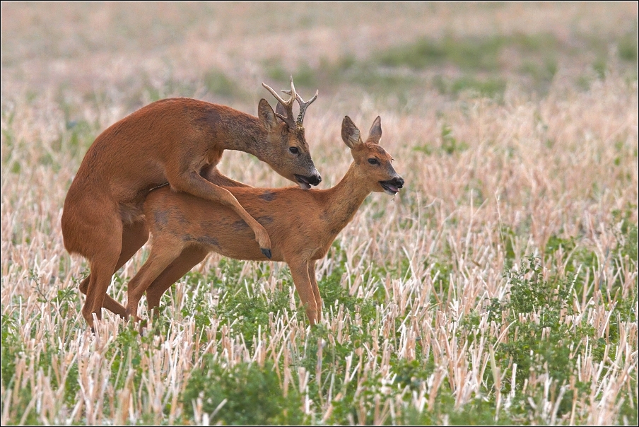 Srnec obecný  ( Capreolus  capreolus )