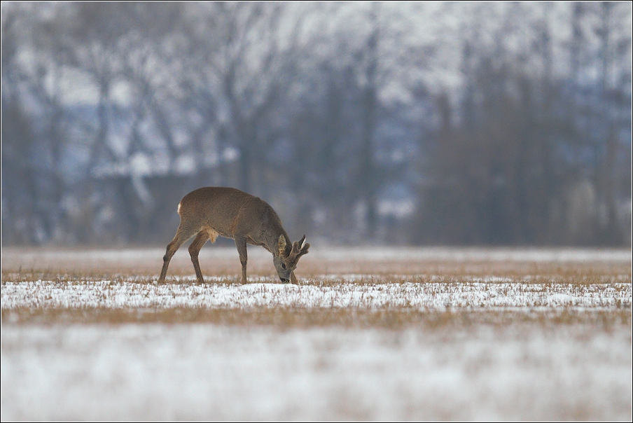 Srnec obecný  ( Capreolus  capreolus )