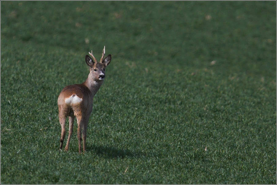 Srnec obecný  ( Capreolus  capreolus )