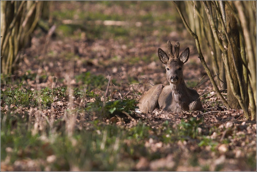 Srnec obecný  ( Capreolus  capreolus )