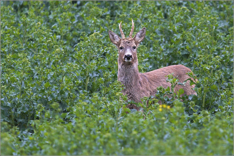 Srnec obecný  ( Capreolus  capreolus )