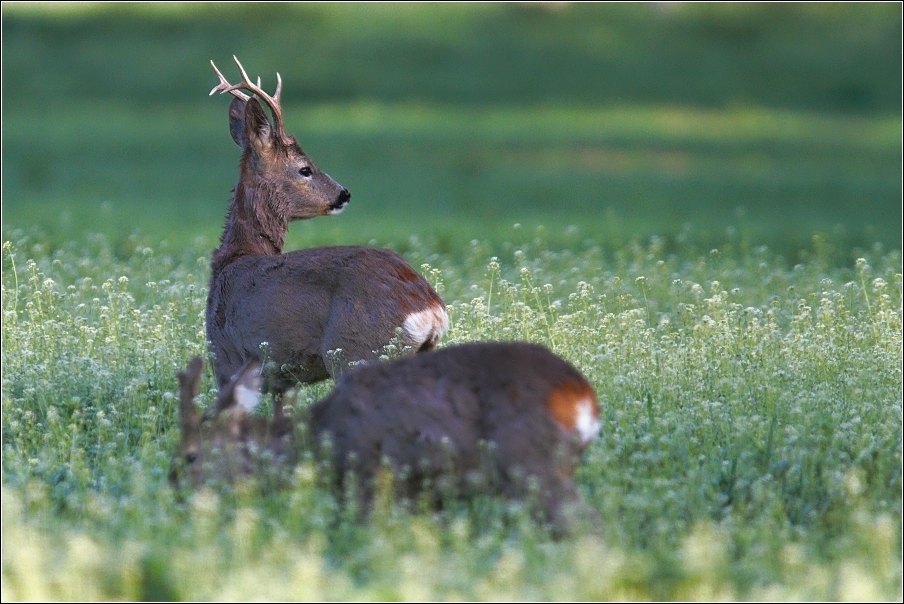 Srnec obecný  ( Capreolus  capreolus )