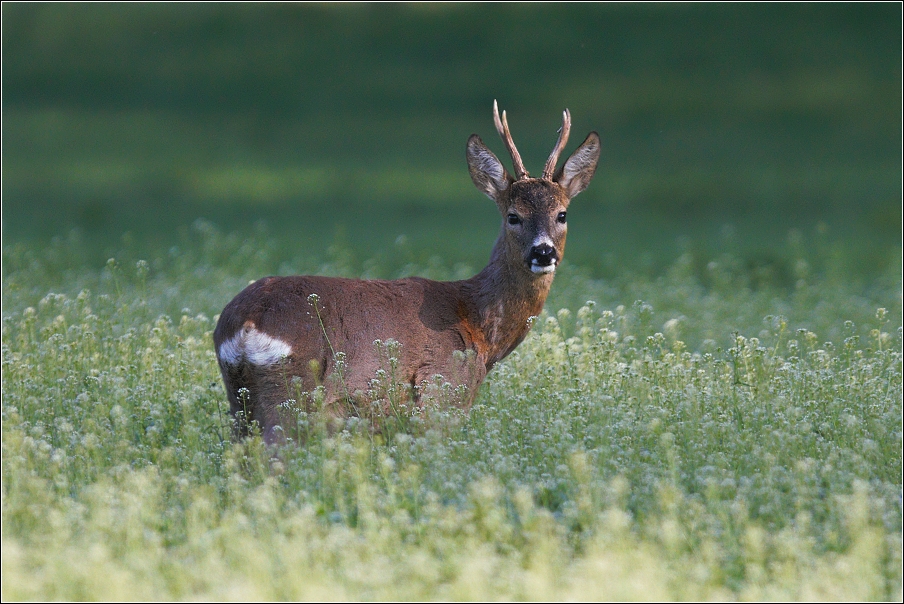 Srnec obecný  ( Capreolus  capreolus )