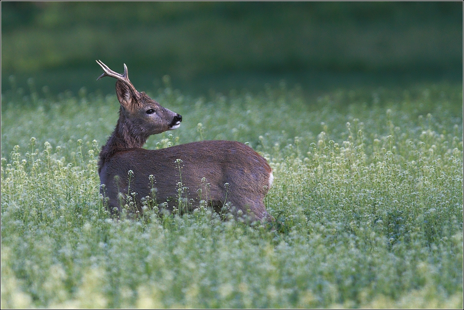 Srnec obecný  ( Capreolus  capreolus )