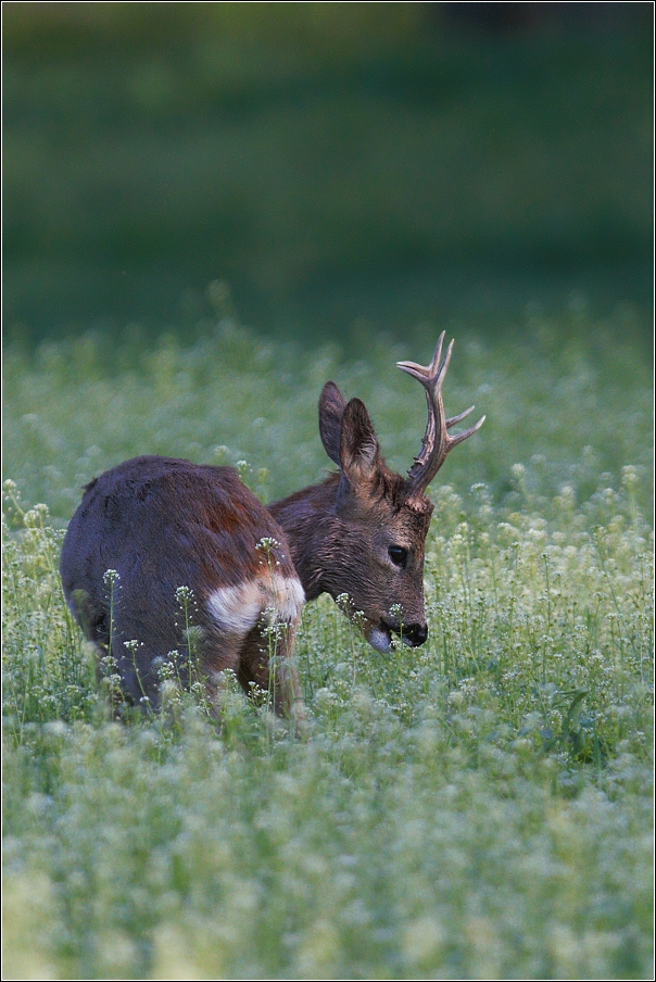 Srnec obecný  ( Capreolus  capreolus )