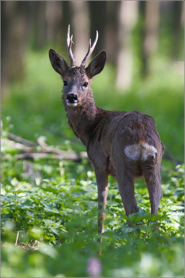 Srnec obecný  ( Capreolus  capreolus )