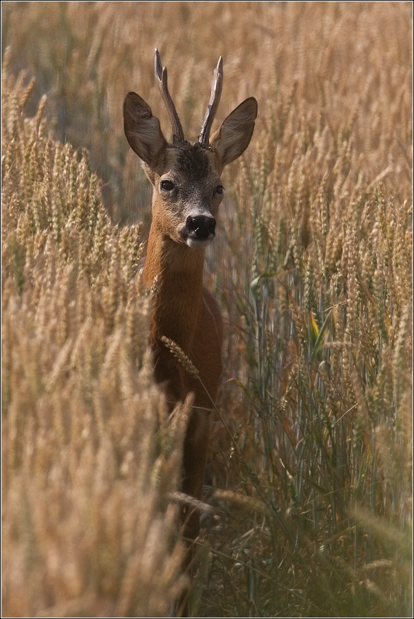 Srnec obecný  ( Capreolus  capreolus )