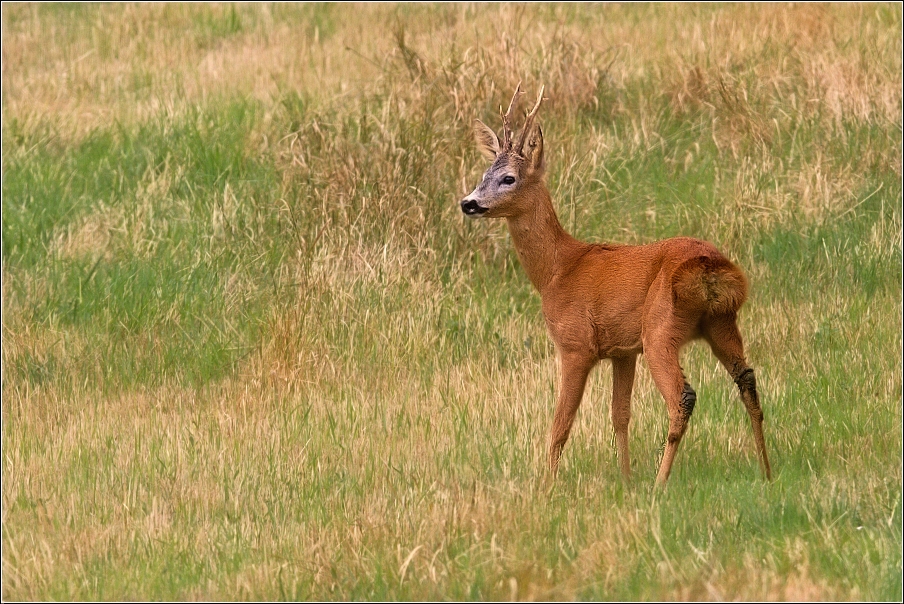 Srnec obecný  ( Capreolus  capreolus )