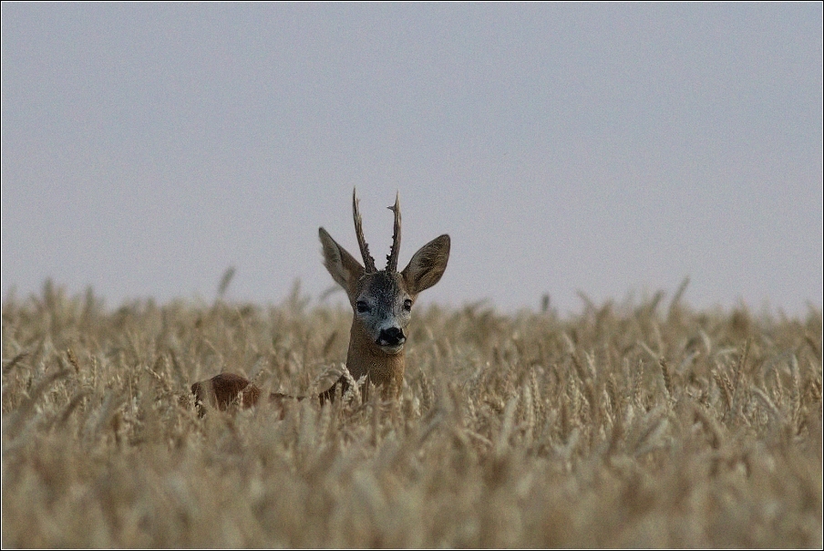 Srnec obecný  ( Capreolus  capreolus )