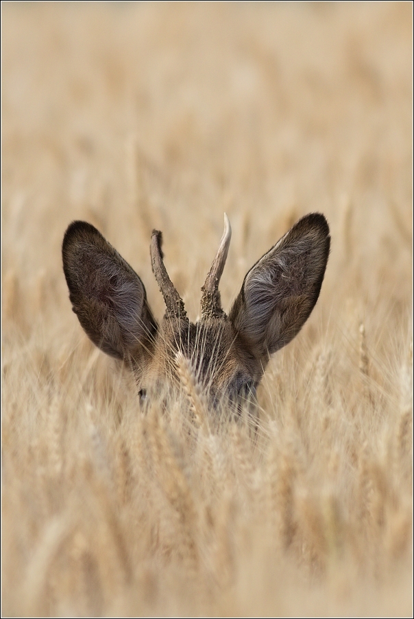 Srnec obecný  ( Capreolus  capreolus )