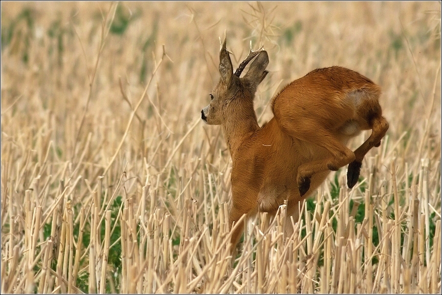 Srnec obecný  ( Capreolus  capreolus )