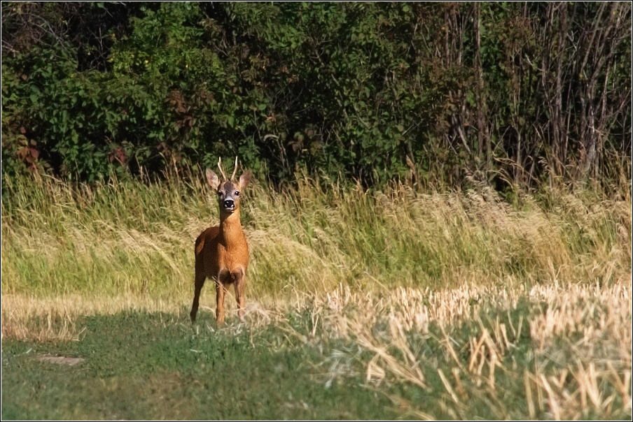 Srnec obecný  ( Capreolus  capreolus )