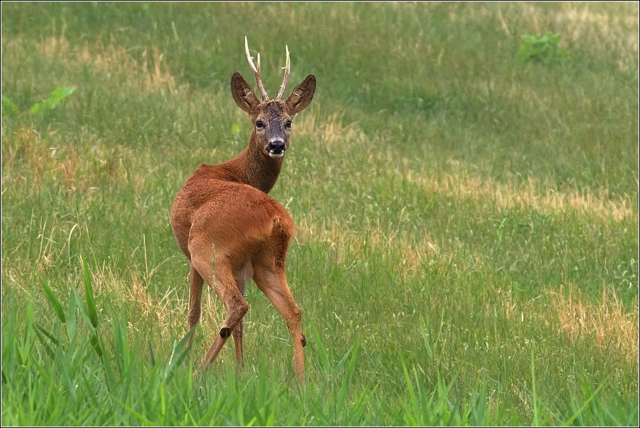 Srnec obecný  ( Capreolus  capreolus )