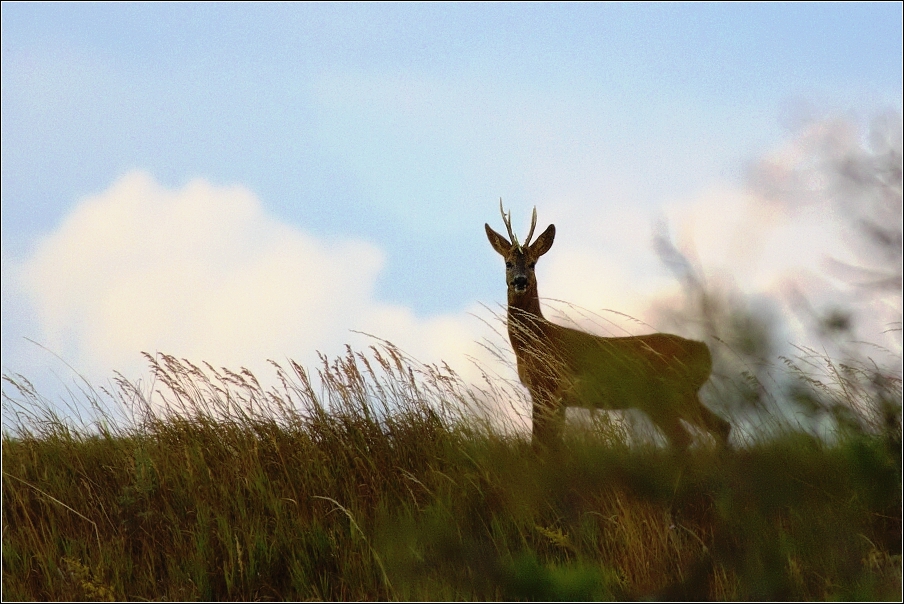 Srnec obecný  ( Capreolus  capreolus )