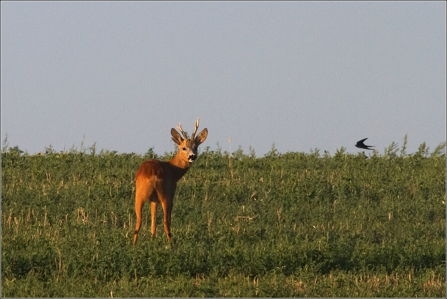 Srnec obecný  ( Capreolus  capreolus )