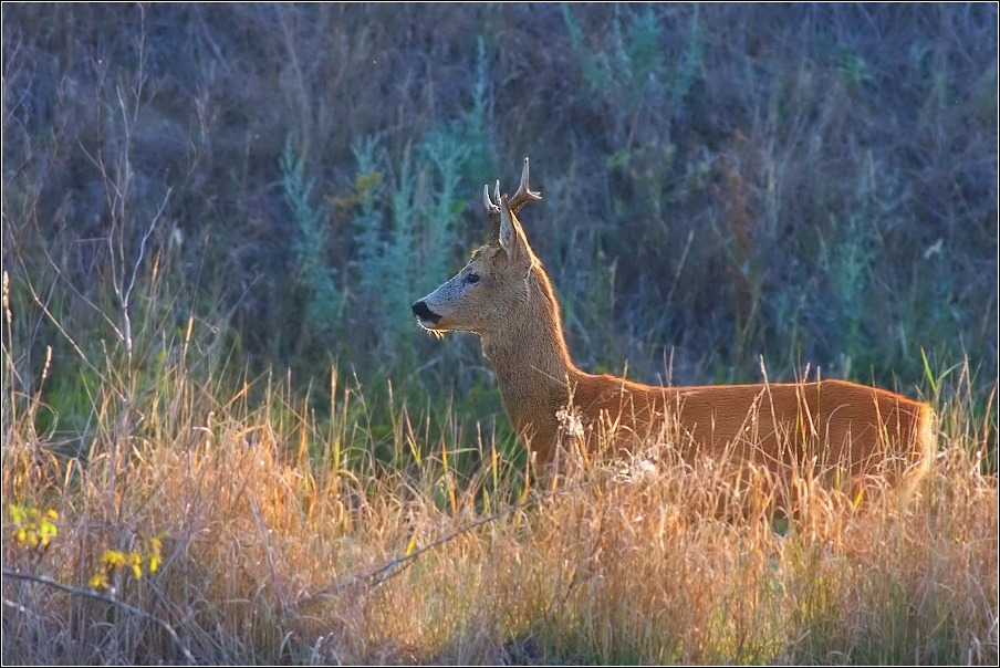 Srnec obecný  ( Capreolus  capreolus )