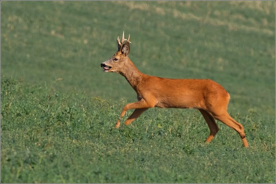 Srnec obecný  ( Capreolus  capreolus )