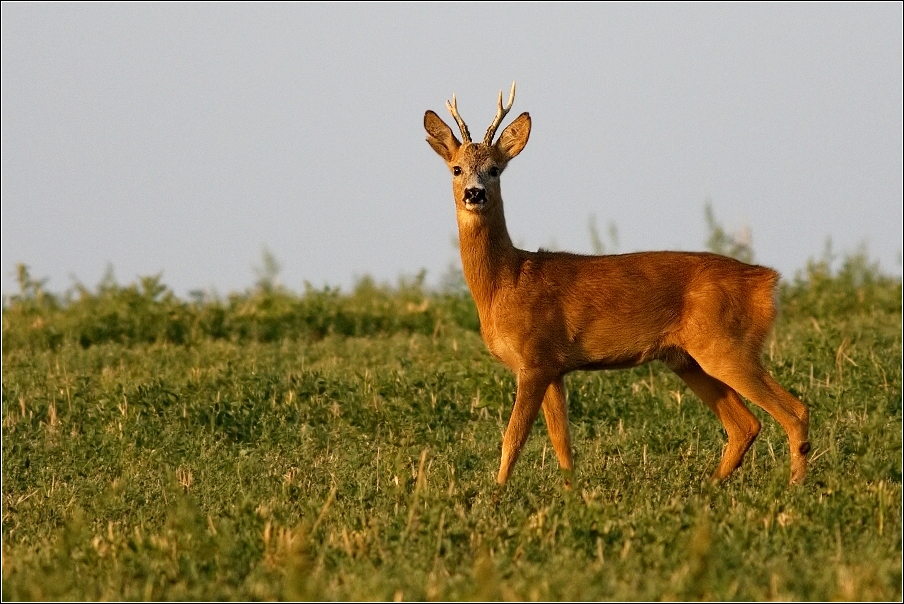 Srnec obecný  ( Capreolus  capreolus )