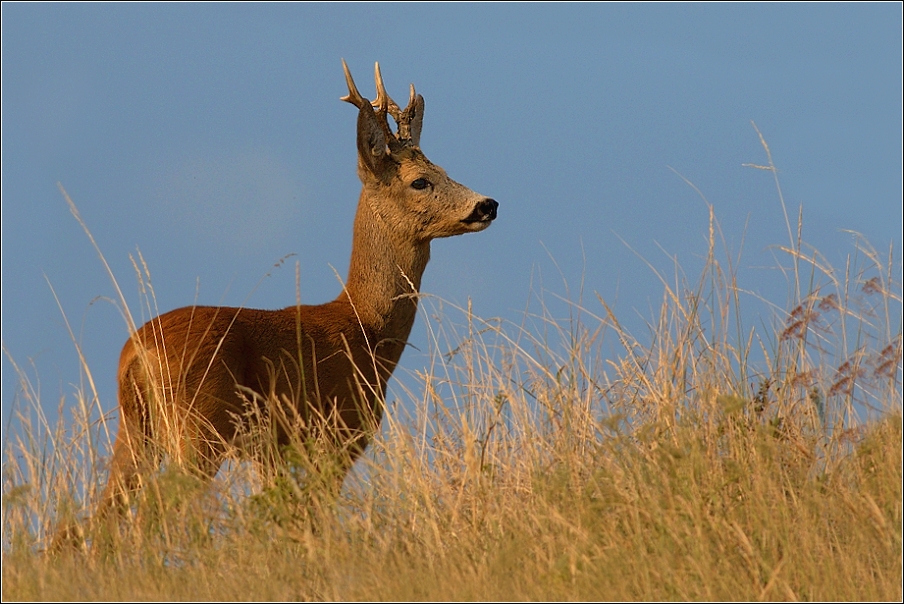 Srnec obecný  ( Capreolus  capreolus )
