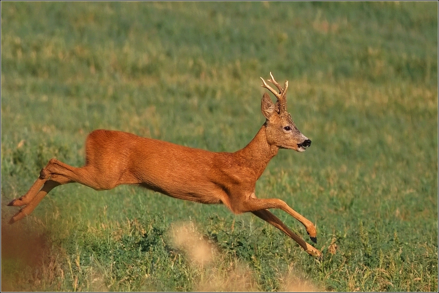 Srnec obecný  ( Capreolus  capreolus )