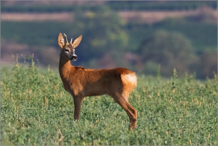 Srnec obecný  ( Capreolus  capreolus )