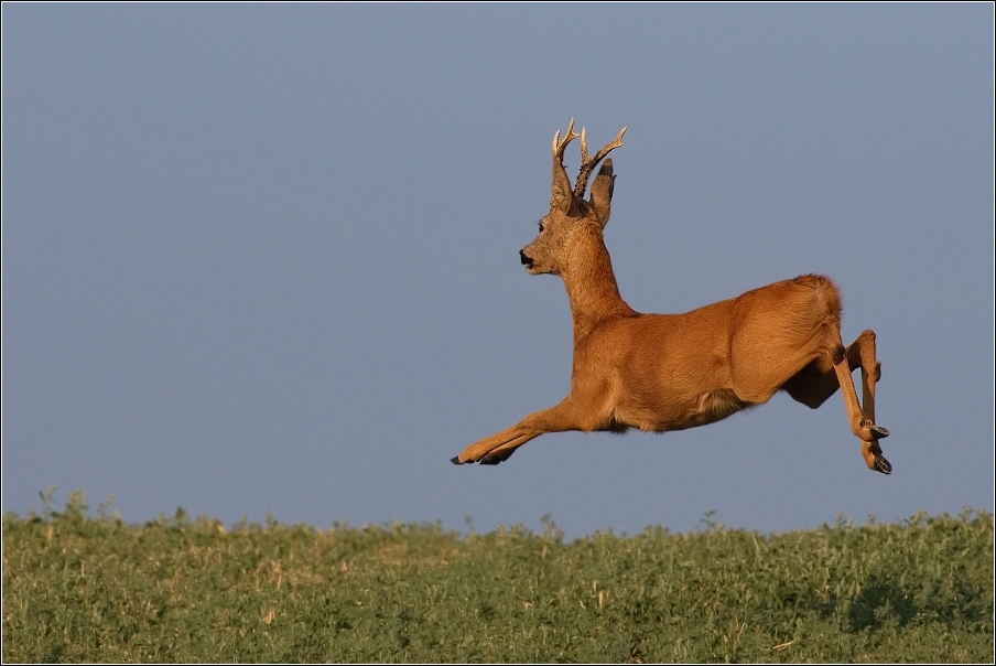 Srnec obecný  ( Capreolus  capreolus )