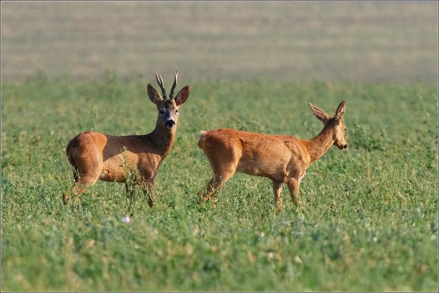 Srnec obecný  ( Capreolus  capreolus )