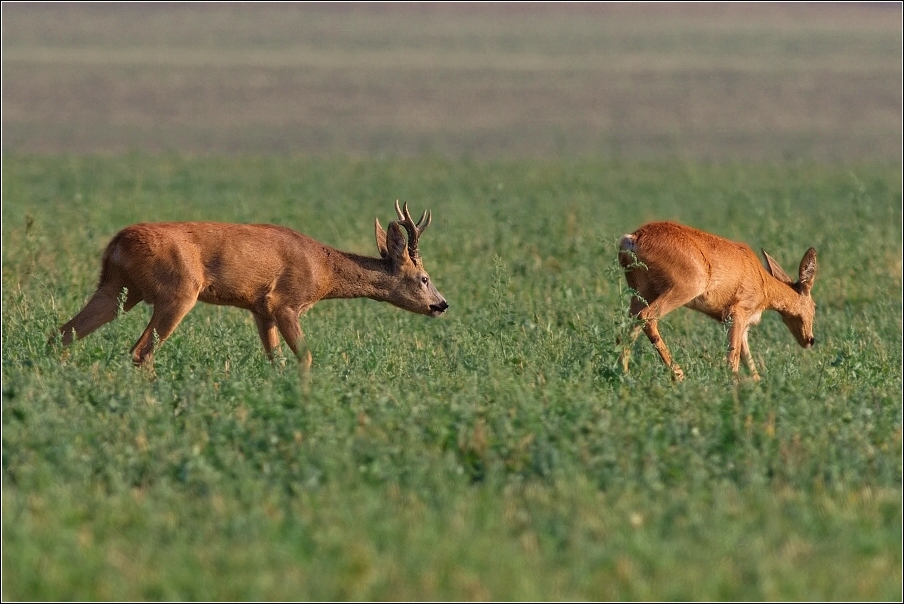 Srnec obecný  ( Capreolus  capreolus )