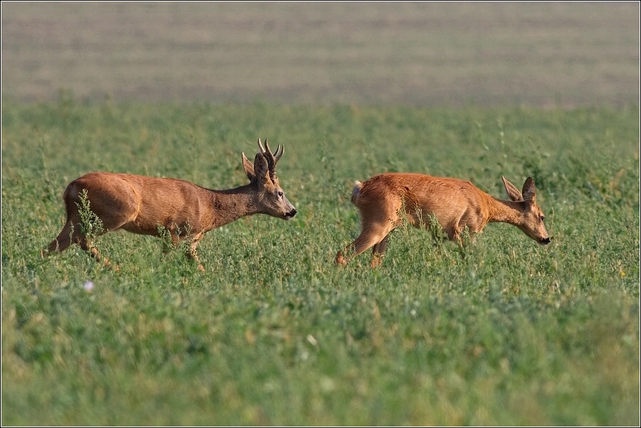 Srnec obecný  ( Capreolus  capreolus )