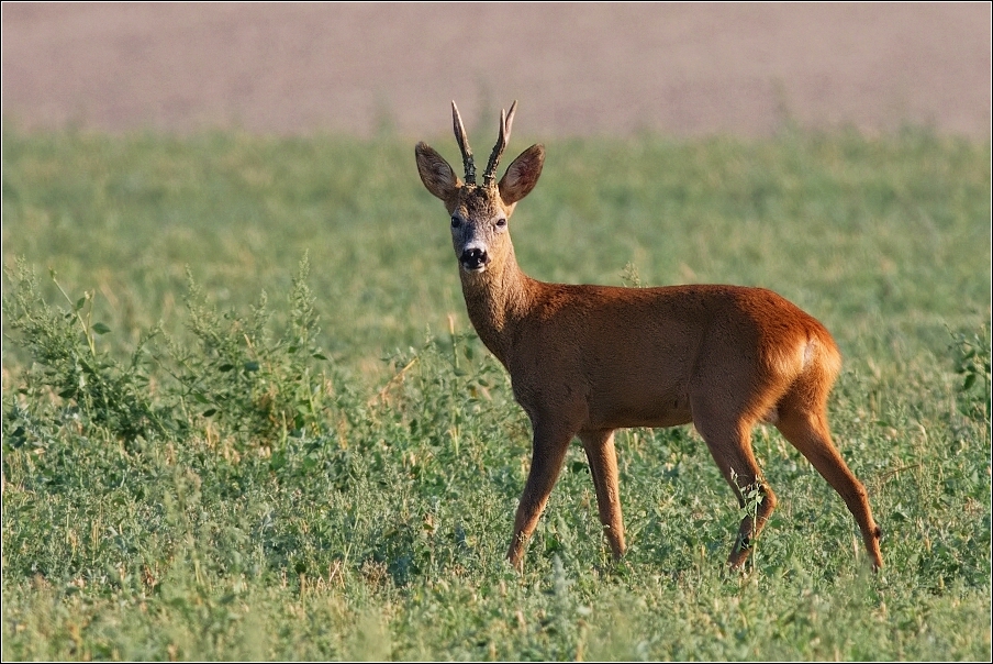 Srnec obecný  ( Capreolus  capreolus )