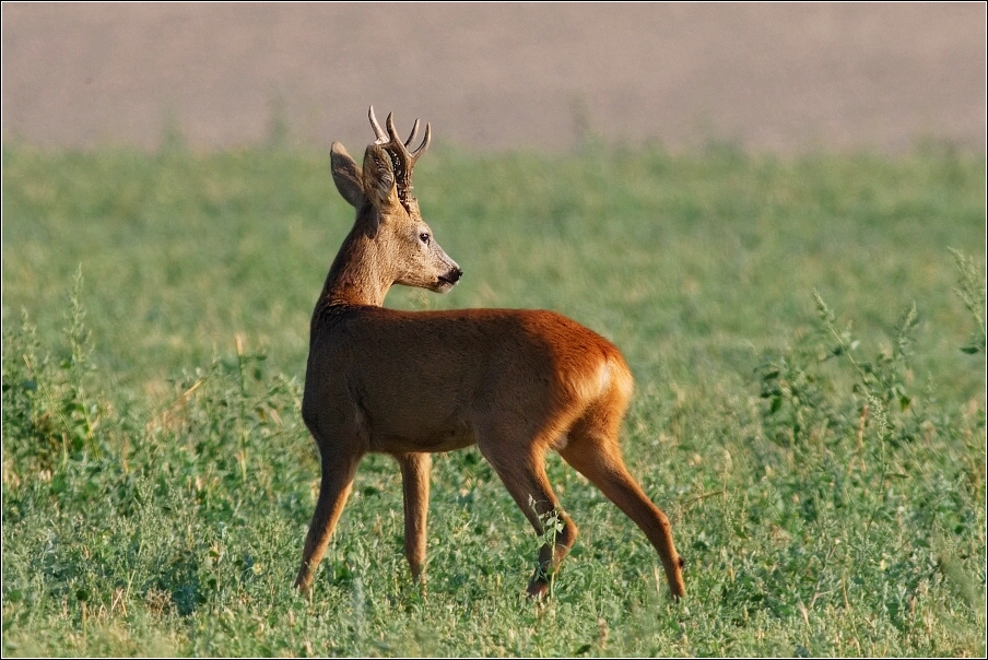 Srnec obecný  ( Capreolus  capreolus )