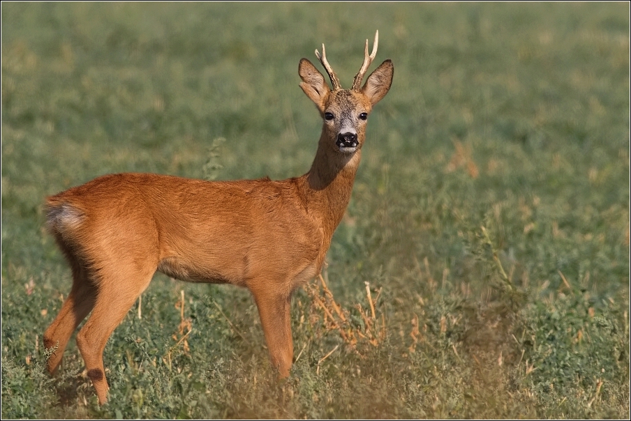 Srnec obecný  ( Capreolus  capreolus )