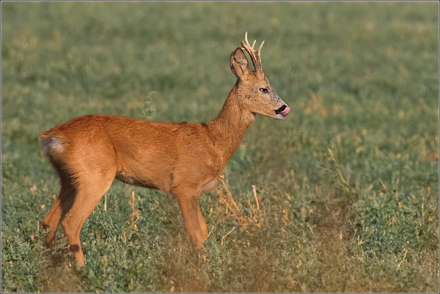 Srnec obecný  ( Capreolus  capreolus )