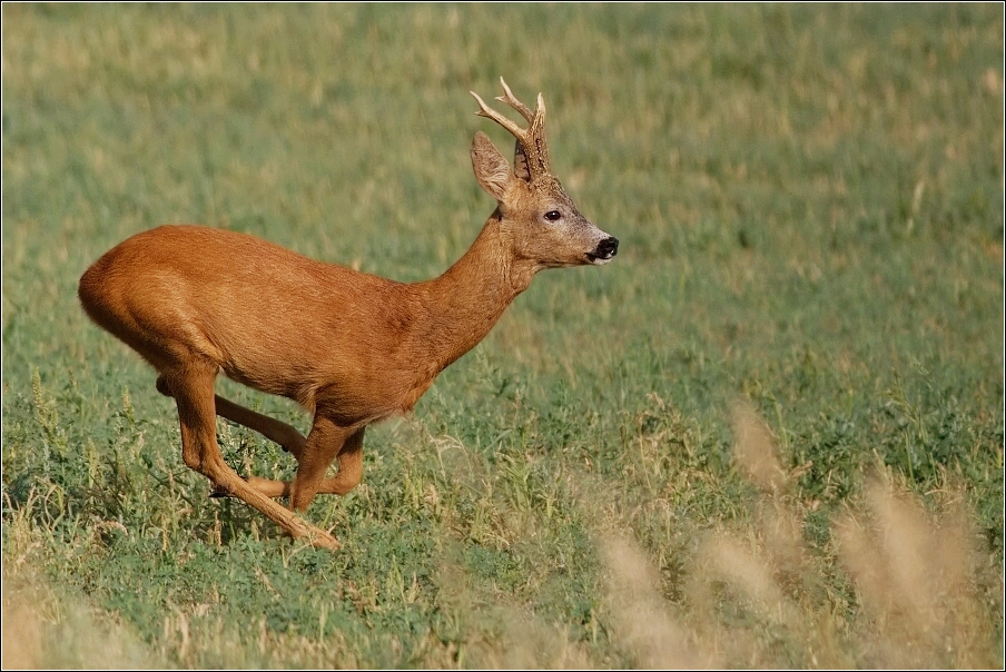 Srnec obecný  ( Capreolus  capreolus )