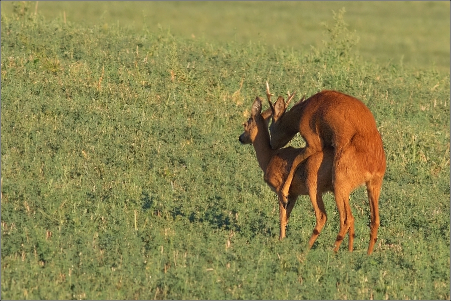 Srnec obecný  ( Capreolus  capreolus )