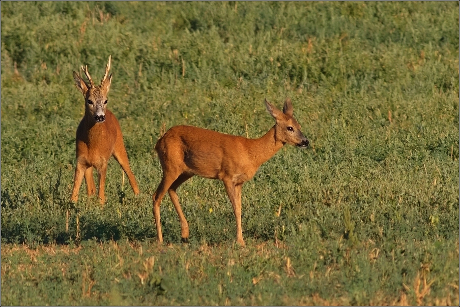 Srnec obecný  ( Capreolus  capreolus )