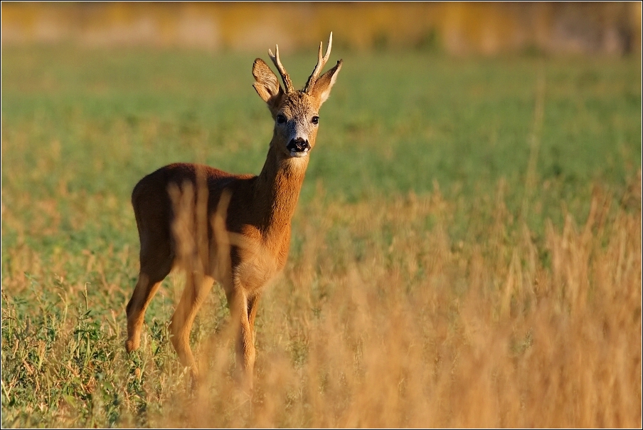 Srnec obecný  ( Capreolus  capreolus )