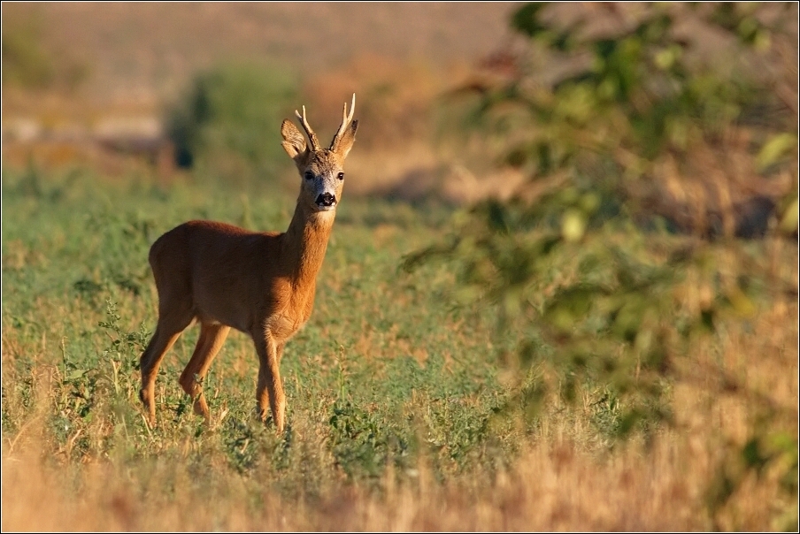 Srnec obecný  ( Capreolus  capreolus )