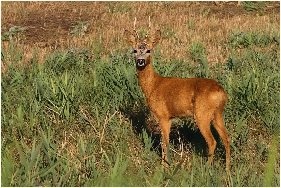 Srnec obecný  ( Capreolus  capreolus )