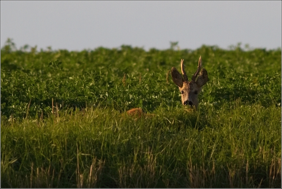 Srnec obecný  ( Capreolus  capreolus )