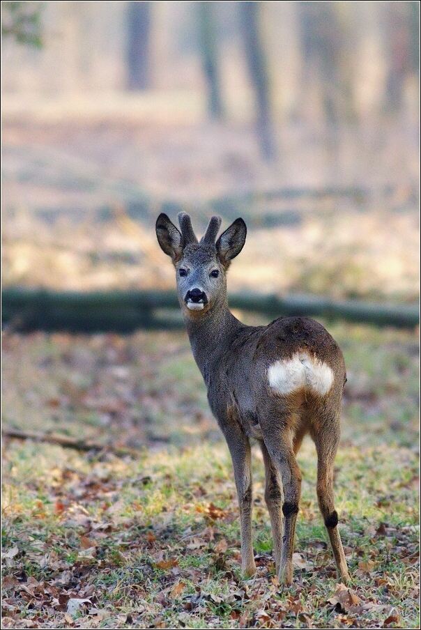 Srnec obecný  ( Capreolus  capreolus )