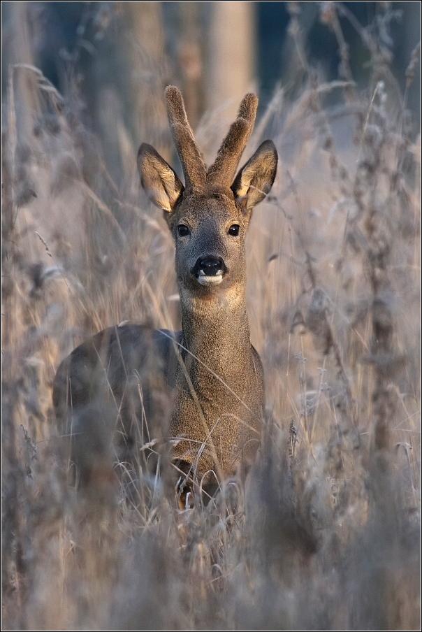 Srnec obecný  ( Capreolus  capreolus )